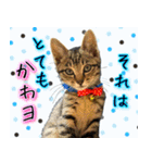 かわヨな猫ちゃん『くぅ』『みぃ』『ふぅ』（個別スタンプ：30）