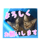 かわヨな猫ちゃん『くぅ』『みぃ』『ふぅ』（個別スタンプ：31）