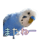 セキセイインコとサザナミインコ（個別スタンプ：1）