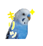 セキセイインコとサザナミインコ（個別スタンプ：2）