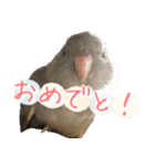セキセイインコとサザナミインコ（個別スタンプ：3）