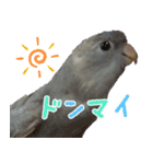 セキセイインコとサザナミインコ（個別スタンプ：4）
