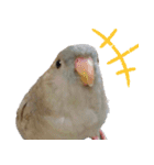 セキセイインコとサザナミインコ（個別スタンプ：5）