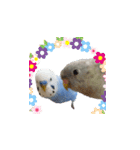 セキセイインコとサザナミインコ（個別スタンプ：6）