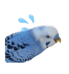 セキセイインコとサザナミインコ（個別スタンプ：7）