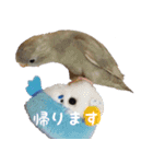 セキセイインコとサザナミインコ（個別スタンプ：8）