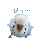 セキセイインコとサザナミインコ（個別スタンプ：9）