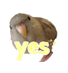 セキセイインコとサザナミインコ（個別スタンプ：10）