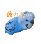 セキセイインコとサザナミインコ（個別スタンプ：11）