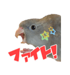 セキセイインコとサザナミインコ（個別スタンプ：12）