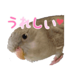 セキセイインコとサザナミインコ（個別スタンプ：13）