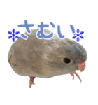 セキセイインコとサザナミインコ（個別スタンプ：15）
