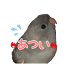 セキセイインコとサザナミインコ（個別スタンプ：16）