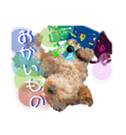 トイプーな生活5th.（個別スタンプ：2）