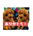 トイプーな生活5th.（個別スタンプ：9）