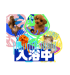 トイプーな生活5th.（個別スタンプ：13）