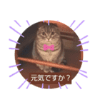 マンチカンめい（個別スタンプ：1）