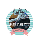 マンチカンめい（個別スタンプ：3）