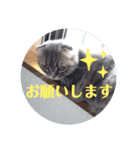 マンチカンめい（個別スタンプ：4）