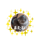 マンチカンめい（個別スタンプ：5）