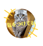 マンチカンめい（個別スタンプ：7）