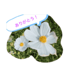 カフェめぐる（個別スタンプ：1）
