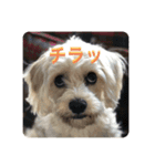 Itokubowwow 2（個別スタンプ：31）
