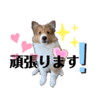 パピシェル③王子kun[応援編]頑張ろう（個別スタンプ：1）