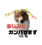 パピシェル③王子kun[応援編]頑張ろう（個別スタンプ：2）