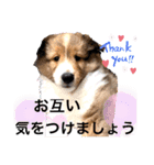 パピシェル③王子kun[応援編]頑張ろう（個別スタンプ：5）