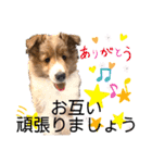 パピシェル③王子kun[応援編]頑張ろう（個別スタンプ：6）