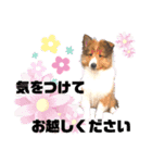 パピシェル③王子kun[応援編]頑張ろう（個別スタンプ：7）