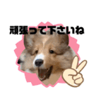 パピシェル③王子kun[応援編]頑張ろう（個別スタンプ：15）