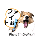 パピシェル③王子kun[応援編]頑張ろう（個別スタンプ：16）