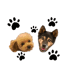 愛犬達！！（個別スタンプ：1）