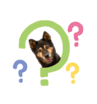 愛犬達！！（個別スタンプ：2）