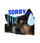 愛犬達！！（個別スタンプ：4）