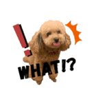 愛犬達！！（個別スタンプ：5）