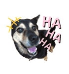 愛犬達！！（個別スタンプ：6）