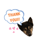 愛犬達！！（個別スタンプ：8）