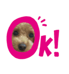 愛犬達！！（個別スタンプ：9）