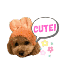 愛犬達！！（個別スタンプ：11）