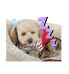 愛犬達！！（個別スタンプ：15）