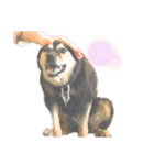 愛犬達！！（個別スタンプ：16）