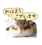 シマリス♡ビビSP（個別スタンプ：1）