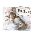 シマリス♡ビビSP（個別スタンプ：23）