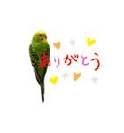 my little bird 2（個別スタンプ：1）