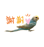 my little bird 2（個別スタンプ：2）