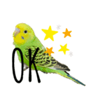 my little bird 2（個別スタンプ：4）