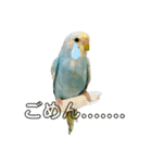 my little bird 2（個別スタンプ：6）